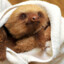 Sloth in a Cloth