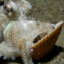 mollusk