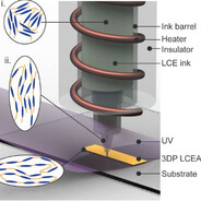 Liquid Crystal Elastomer