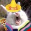 Mexican Rabbit