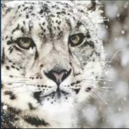 理塘第二突击手雪豹