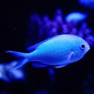 Chromis