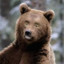 Bear Lusconi
