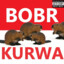 Bóbr Kurwq