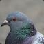 Hideous Sociopathic Pigeon