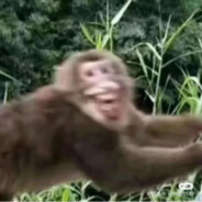 路灯下的大马猴.