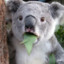 ptsd koala