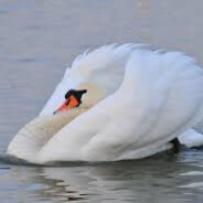 Łabąńć discord.gg/cscdc