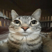 кот из ростелеком