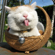 十分帅气的天才猫