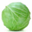 Cabbage_Plant