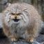 Manul of Doom