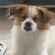 布丁家的豆包包