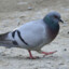 The_ModestPigeon