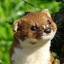 Weasel