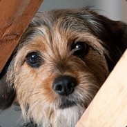 Lingji's Avatar