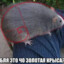 Золотая крыса