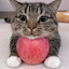 cat with apple's avatar