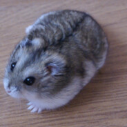 Радикулит2025