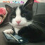Cat on 3DS