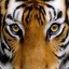 BlazingTiger