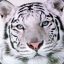 White_Tiger