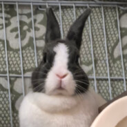 一天不打原积阳德，两天不打积积阳阳的