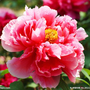 你听寂寞在唱歌