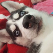 平浪村村主任候选人