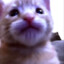THECATLOOKINGATYOURMOTHER