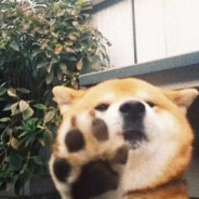 寡妇床下少年郎