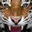 Tigers_Venom