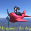 Dog of Wisdom