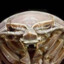 ISOPOD