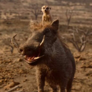Hakunamatata21