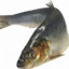 魚