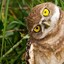 AwkwardOwl