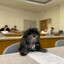 educated dog