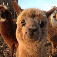 log1kos