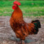 big cock!!!