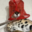 Im the one who meows