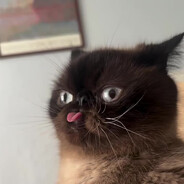 杀手