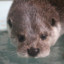 Otter0