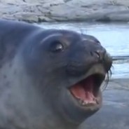 Pogseal