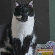 MOMO DEVOURER OF MMR