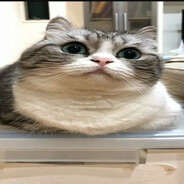 жан_кл0д_мамдрал