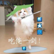 今天没有猫