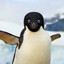 Пингвин