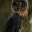 BlackBarnOwl