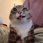 ailu avatar